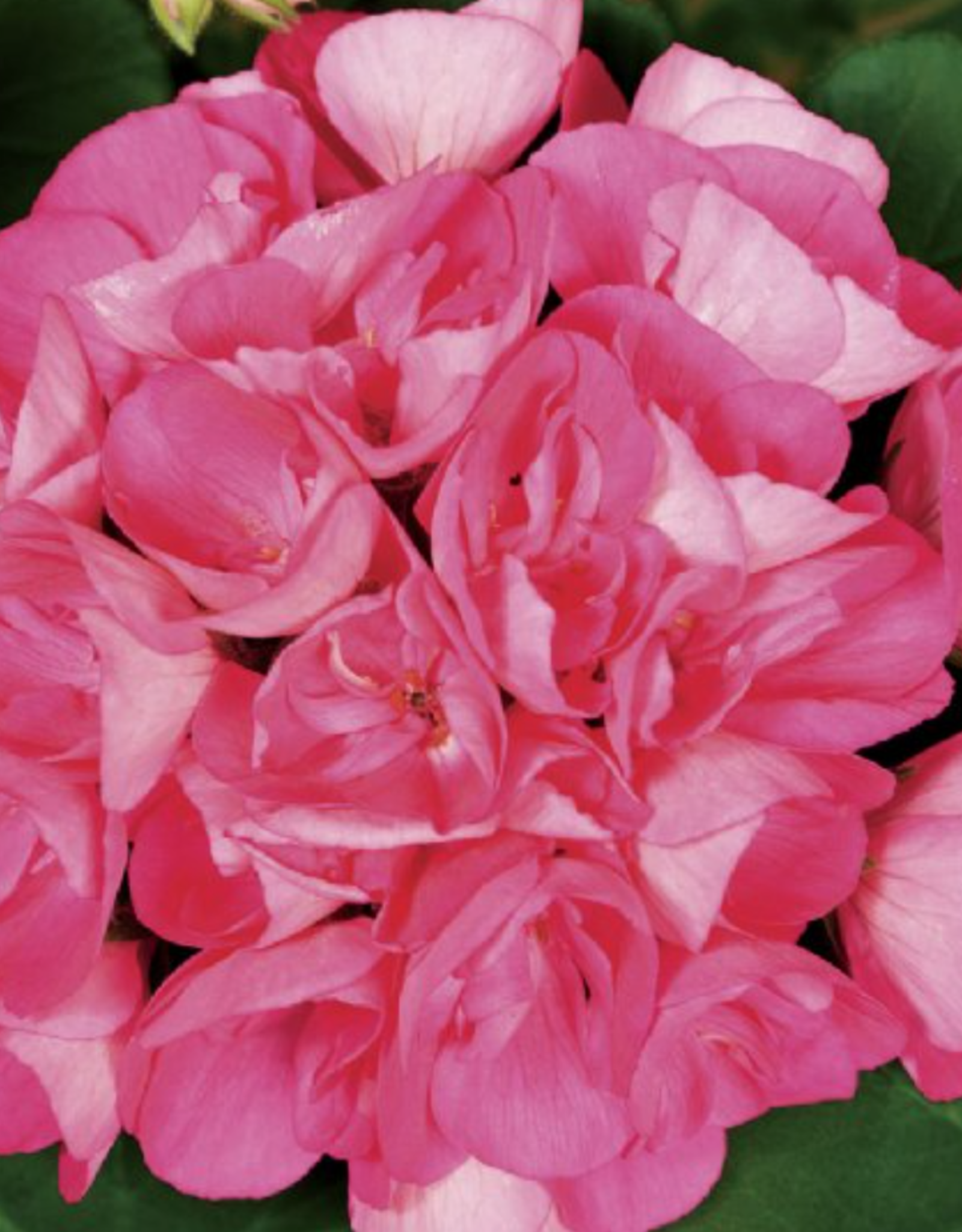 Seasonal Tub: Geraniums - Americana Pink -Hot Pin -  12" Tub