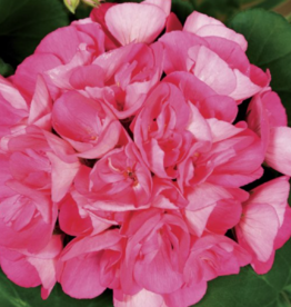 Seasonal Tub: Geranium - Americana Pink