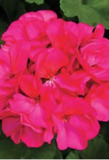 Seasonal Tub: Geraniums - Rocky Mountain -Medium Violet 12" Tub