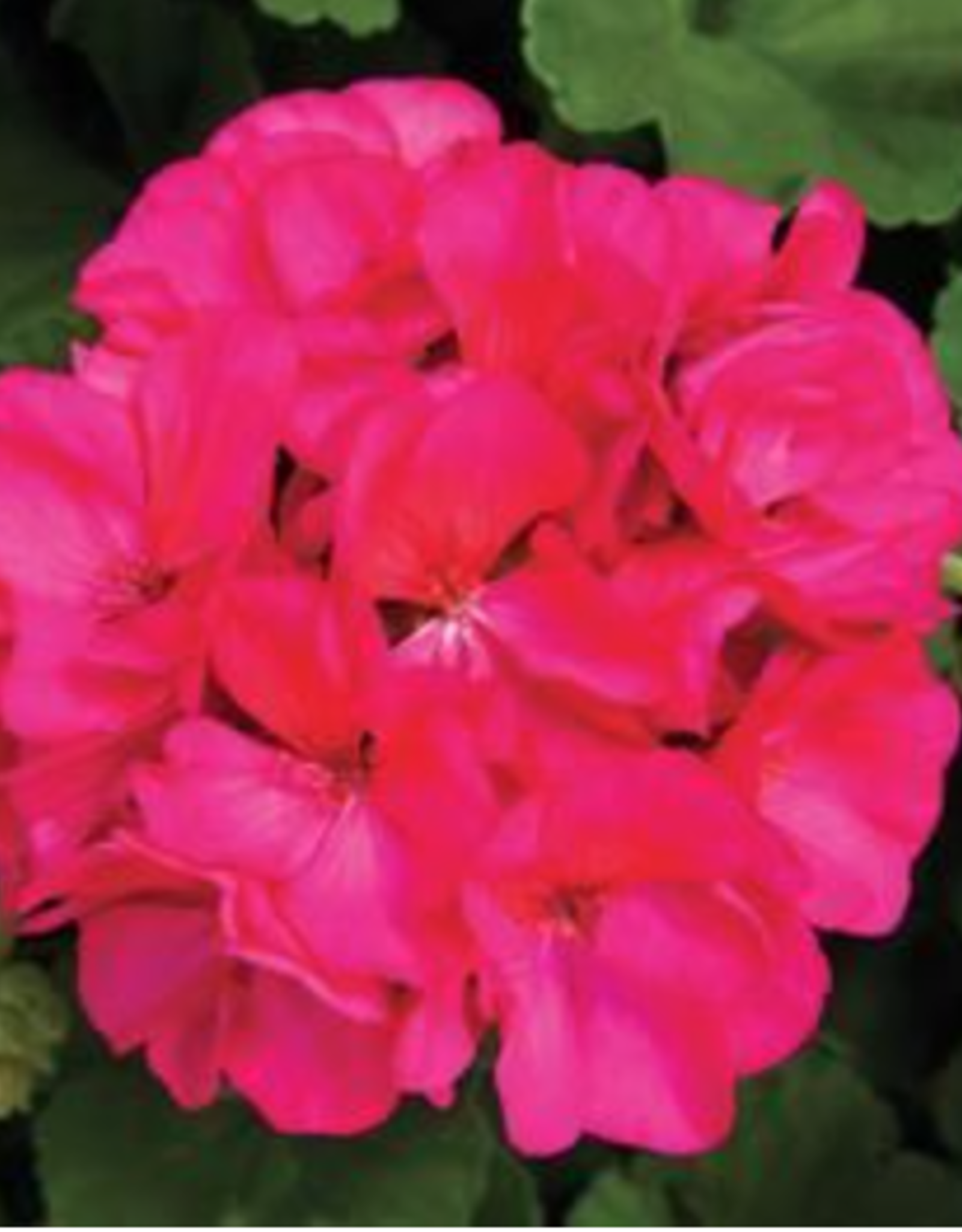 Seasonal Tub: Geraniums - Rocky Mountain -Medium Violet 12" Tub