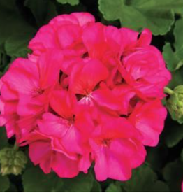 Seasonal Tub: Geranium - Rocky Mountain Violet