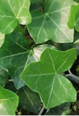 Small Pots & Fillers: English Ivy Hedera California