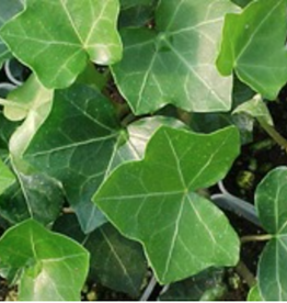 Seasonal Small Pots & Fillers: English Ivy Hedera California