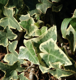 Seasonal Small Pots & Fillers: English Ivy Hedera Variegated / Yellow Ripple