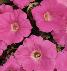 Seasonal Small Pots & Fillers: Petunia - Easy Wave Pink Passion