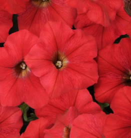 Seasonal Small Pots & Fillers: Petunia - Easy Wave Red