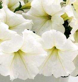 Seasonal Small Pots & Fillers: Petunia - Easy Wave White