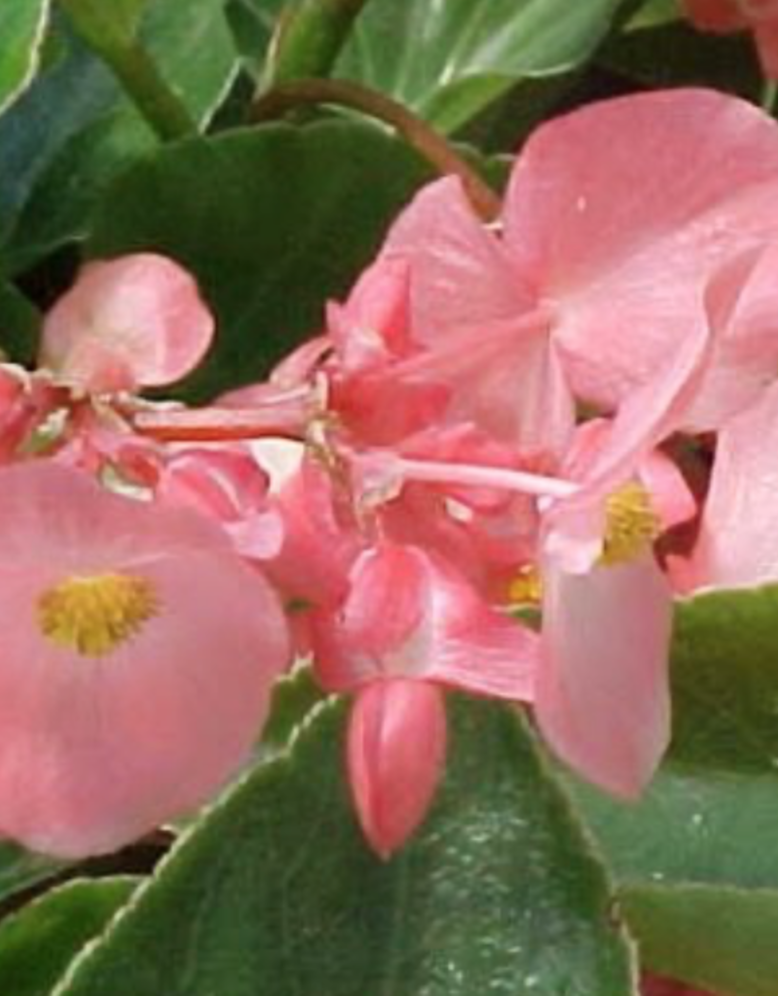 Seasonal Annuals: 5" Pot: Begonia Pink Dragonwing