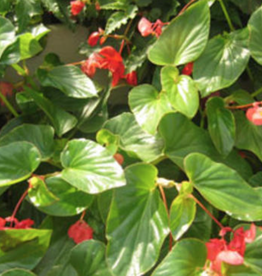 Seasonal Annuals: 5" Pot: Begonia Red Dragonwing