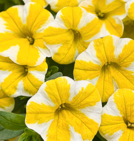 Annuals: 5" Pot: Calibrachoa Superbells Lemon Slice