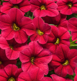 Seasonal Annuals: 5" Pot: Calibrachoa Superbells Red