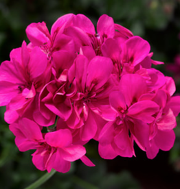Seasonal Annuals: 5" Pot: Geranium Ivy: Ivy League Deep Pink