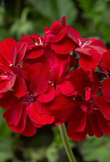 Seasonal Annuals: 5" Pot: Geranium Ivy: Ivy League Red
