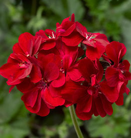 Seasonal Annuals: 5" Pot: Geranium Ivy: Ivy League Red