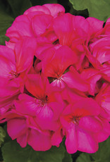 Seasonal Annuals: 5" Pot: Geranium Rocky Mountain Violet