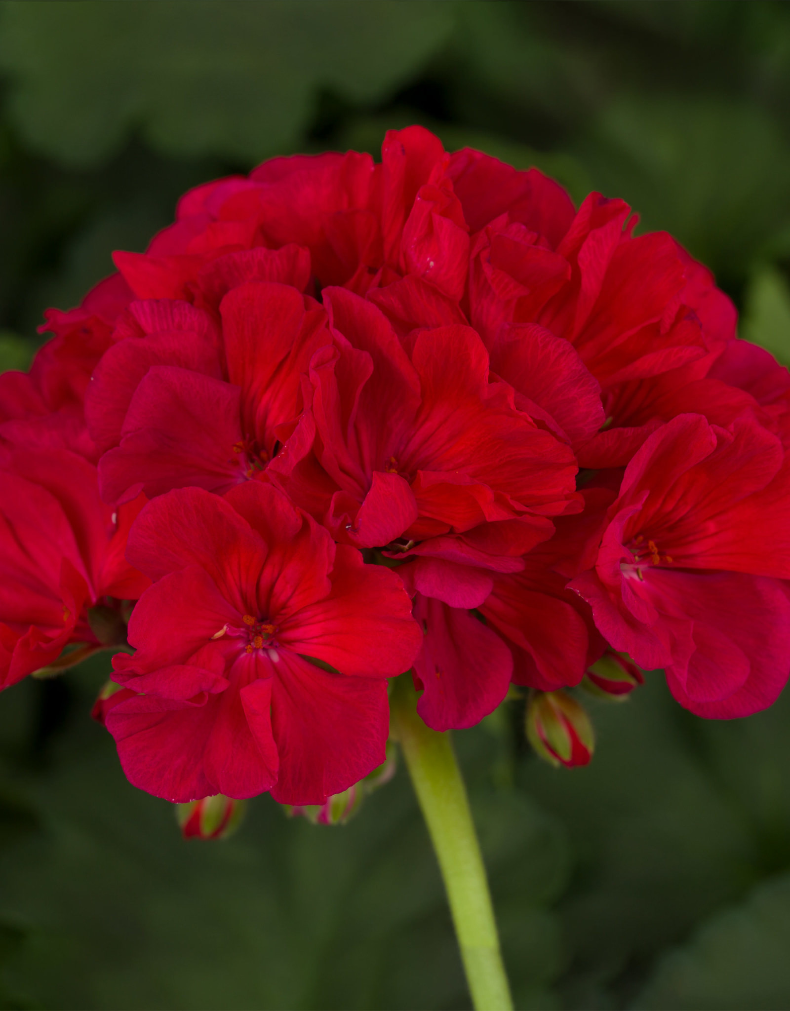 Seasonal Annuals: 5" Pot: Geranium Americana Cherry Rose