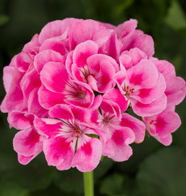 Seasonal Annuals: 5" Pot: Geranium Americana Light Pink Splash