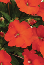 Seasonal Annuals: 5" Pot: Sunpatiens Compact Electric Orange