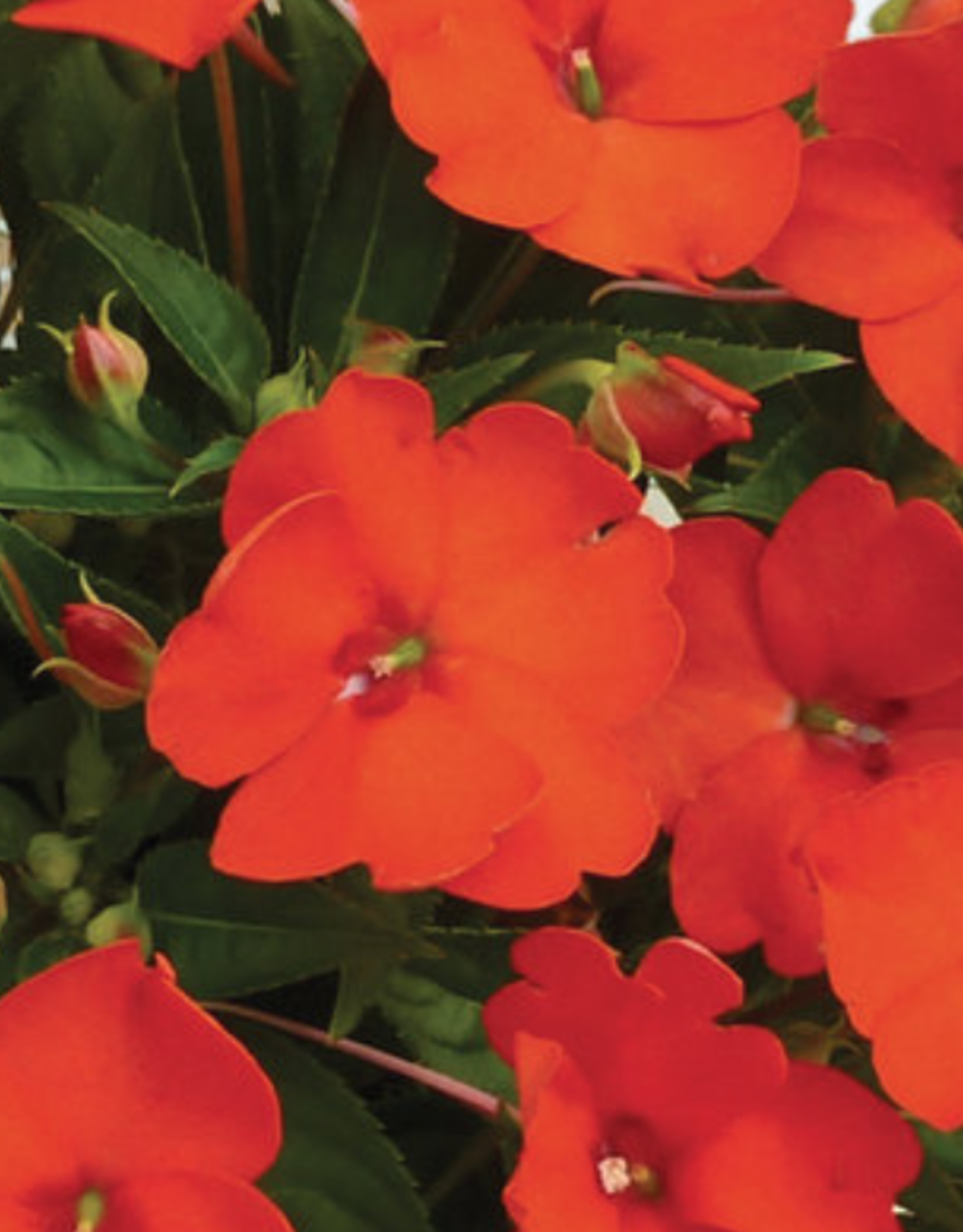 Seasonal Annuals: 5" Pot: Sunpatiens Compact Electric Orange