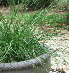 Seasonal Grass: 5" Pot: Twisted Green Grass - Juncus Big Twister