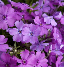 Seasonal Perennials 5" Pot: Phlox - Spring Purple