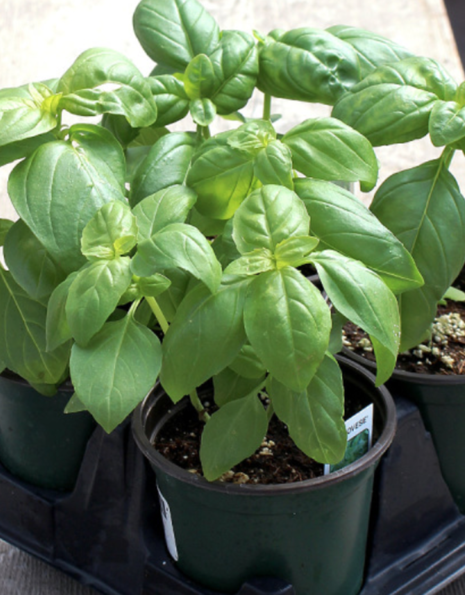 Seasonal Herbs: Super Sweet Genovese Basil (3.5" pot)