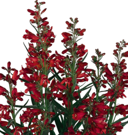 Seasonal Perennials 5" Pot: Beardtongue Pristine Scarlet