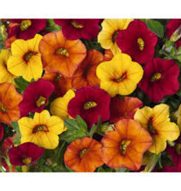 Seasonal Hanging Basket: Calibrachoa Confetti Hawaiian Summer 12" Fiber Pot