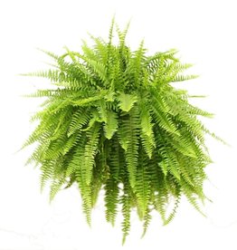 Seasonal Hanging Basket: Boston Fern 10"