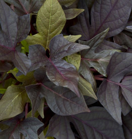 Seasonal Annuals: 5" Pot: Ipomoea Sweet Georgia Black Maple Sweet Potato Vine