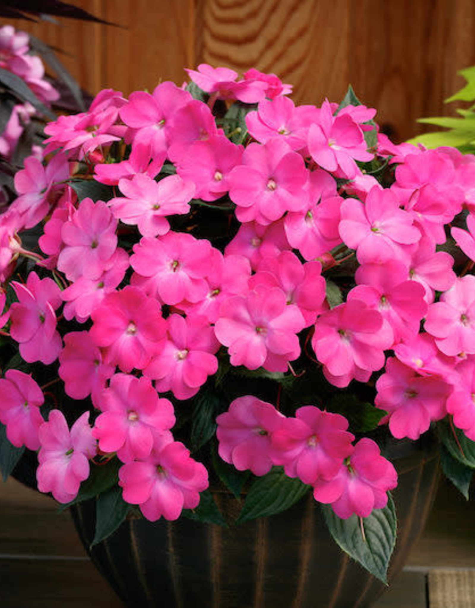Seasonal Annuals: 5" Pot: Sunpatiens Compact Hot Pink