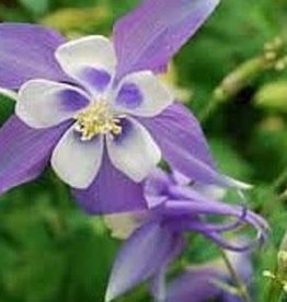 Seasonal Perennials: Columbine / Aquilegia / Spring Magic Blue Mix 5" Pot