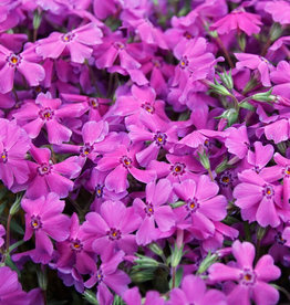 Seasonal Perennials: Phlox - Spring Hot Pink 5" Pot