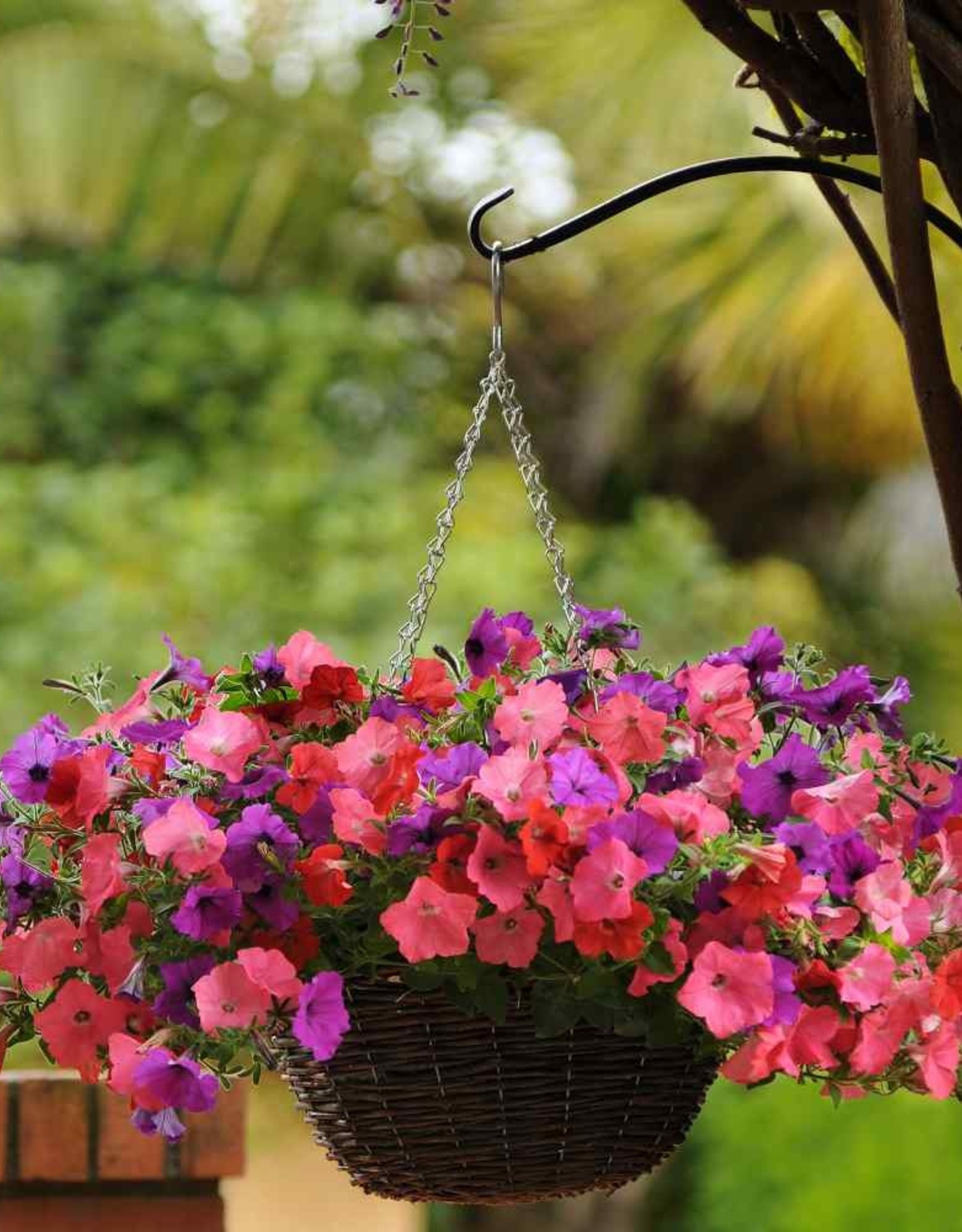 Seasonal Hanging Basket: Petunia South Beach Mix: Coral, Red & Violet 16" Moss