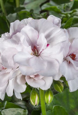 Seasonal Annuals: 5" Pot: Geranium Ivy: Ivy League Glacier White
