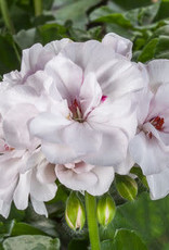 Seasonal Annuals: 5" Pot: Geranium Ivy: Ivy League White