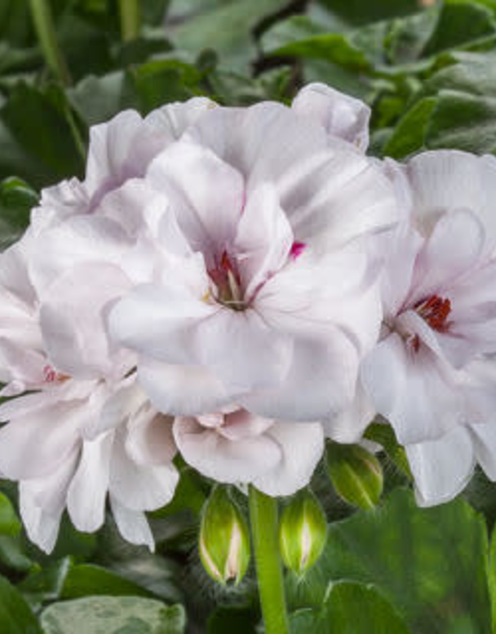 Seasonal Annuals: 5" Pot: Geranium Ivy: Ivy League White