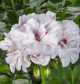 Seasonal Annuals: 5" Pot: Geranium Ivy: Ivy League Glacier White