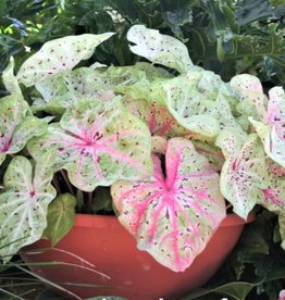 Seasonal Annuals: 5" Pot: Caladium Strap Leaf - Little Miss Muffet