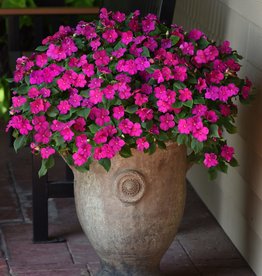 Seasonal Flat - Impatiens Beacon Violet Shades