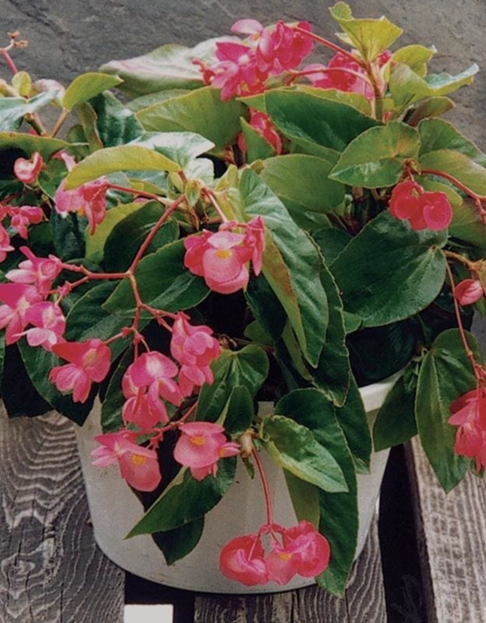 Seasonal Hanging Basket: Begonia Dragonwing Pink 10" Plastic