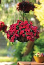 Seasonal Hanging Basket: Vinca Mediterranean Dark Red 10" Fiber Round