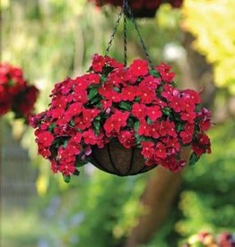 Seasonal Hanging Basket: Vinca Mediterranean Dark Red 10" Fiber Round