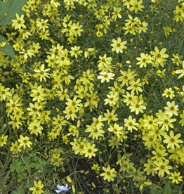 Seasonal Perennials: Coreopsis Threadleaf - MoonBeam