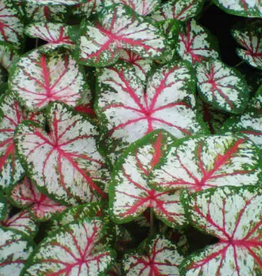 Annuals: 5" Pot: Caladium Tapestry (Red Vein/White/Green