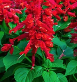 Seasonal Annuals 5" Pot: Salvia Saucy Red