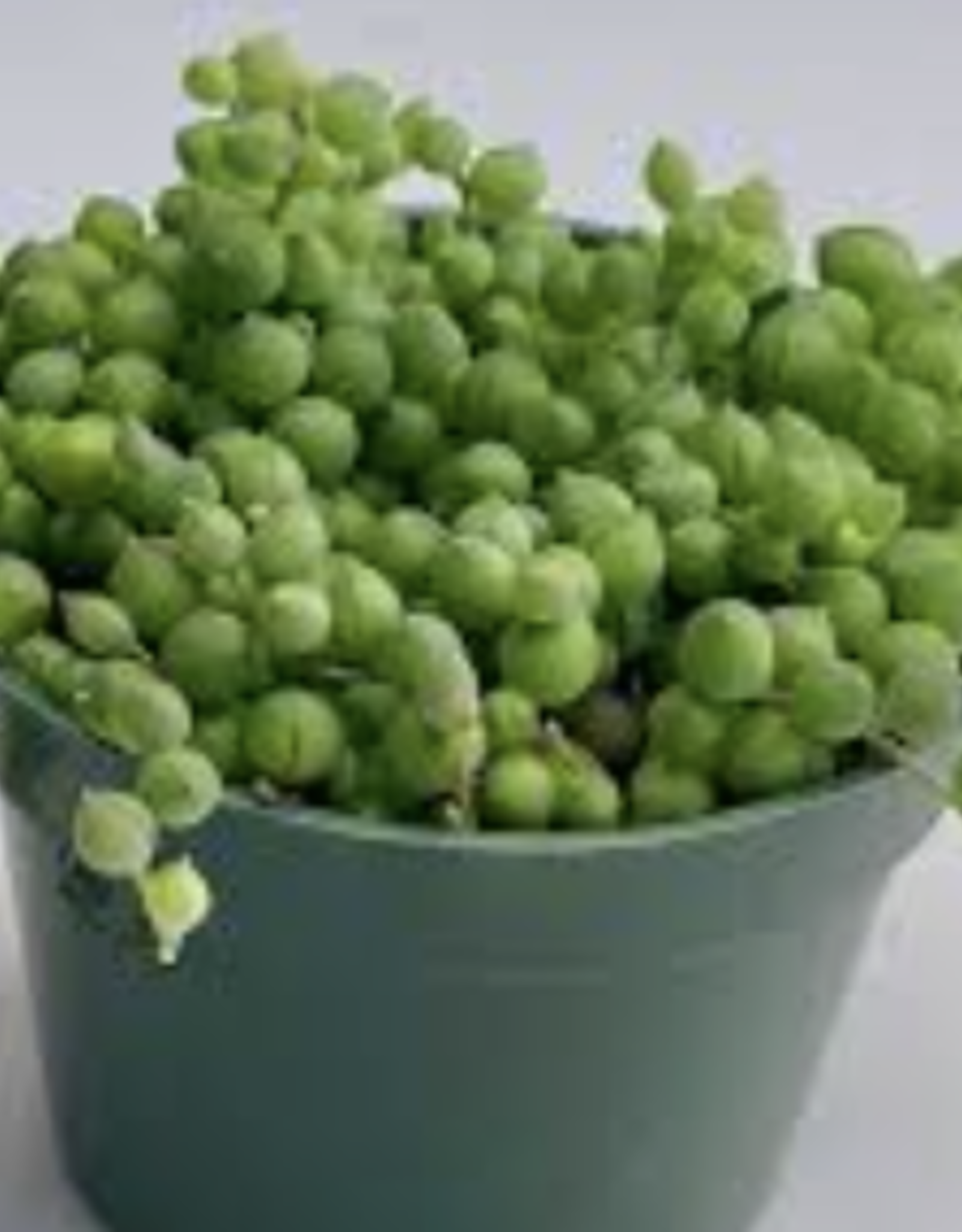 Seasonal Succulent & Accent Foliage - String of Pearls