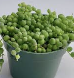 Seasonal Succulent & Accent Foliage - String of Pearls
