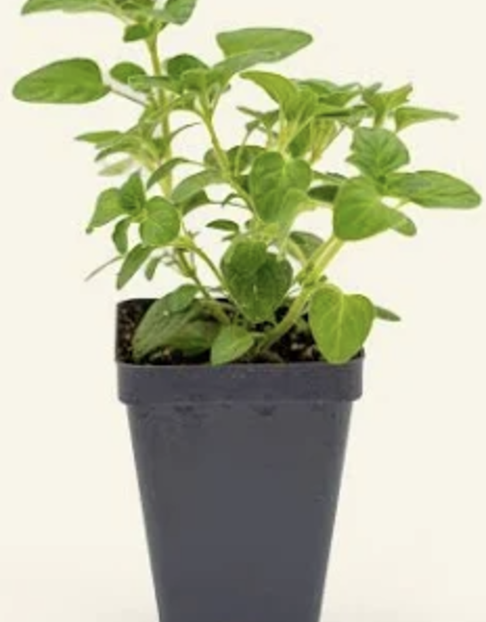 Seasonal Herbs: Greek Oregano  (3.5" pot)