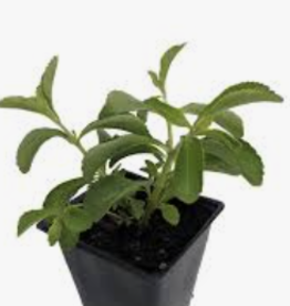 Seasonal Herbs: Stevia  (3.5" pot)